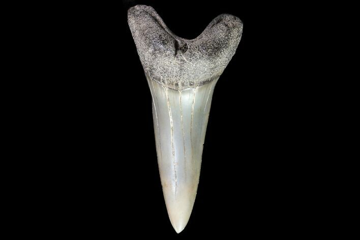 Fossil Shortfin Mako Shark Tooth - Georgia #75271